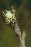 Spider Magnet