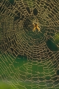 Spider Magnet