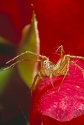 Spider Magnet