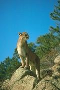 Cougar T-Shirt