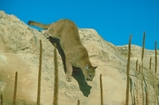 Cougar T-Shirt