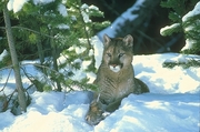 Cougar T-Shirt