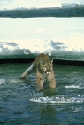 Cougar T-Shirt