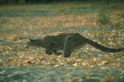 Cougar Magnet