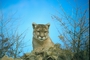 Cougar picture