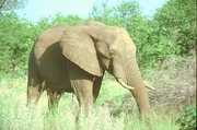 African Elephant T-Shirt