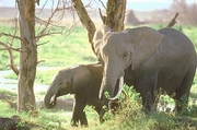 African Elephant T-Shirt