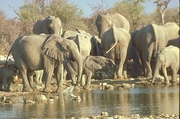 African Elephant T-Shirt