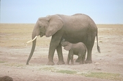 African Elephant T-Shirt