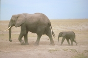 African Elephant T-Shirt