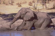 African Elephant T-Shirt
