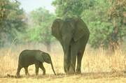 African Elephant T-Shirt
