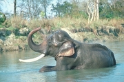 Indian Elephant T-Shirt