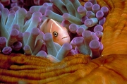 Anemone fish Poster