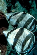 Banded butterfly fish Poster