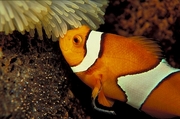 Clown fish Poster