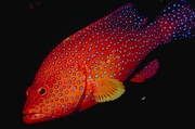 Coral grouper Poster
