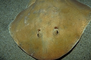 Electric ray Magnet