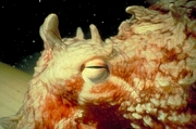 Giant Pacific octopus T-Shirt