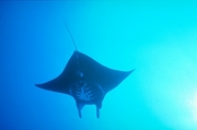 Giant manta ray Magnet