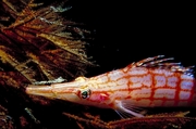 Long-nosed hawkfish Mousepad
