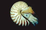 Nautilus T-Shirt