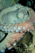 Octopus T-Shirt