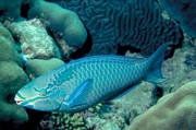 Queen parrotfish Magnet