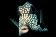 Smooth trunkfish Poster