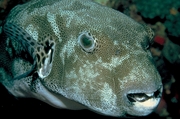 Starry puffer Poster