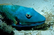 Stoplight parrotfish Magnet