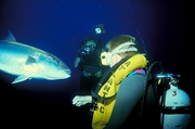 Tuna Poster