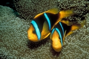 Two bar anemone fish Poster