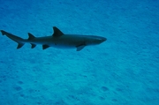 White Tip reef shark Magnet