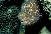 White-spotted moray eel Magnet