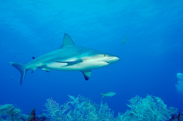 Caribbean reef shark