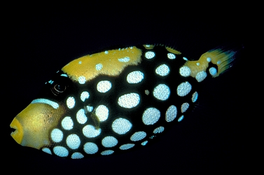 Clown triggerfish