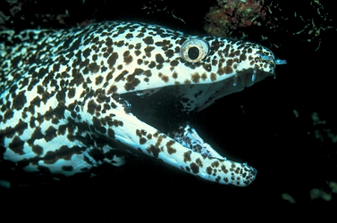 Spotted moray eel