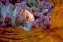 Anemone fish picture