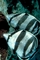 Banded butterfly fish picture
