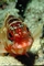 Banded rock cod picture