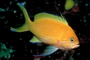 Blotched basslet picture
