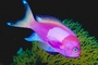 Blotched basslet picture