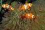 Clown anemone fish picture