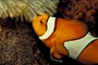 Clown fish picture