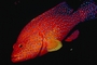 Coral grouper picture