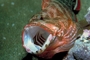 Flagtail rock cod picture