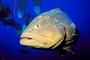 Grouper picture