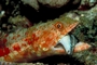 Lizard Fish picture