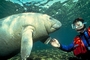Manatee picture